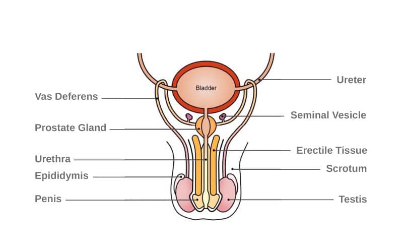 Medical Diagram of the Male Reproductive System