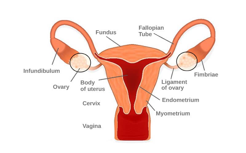Medical Diagram of the Female Reproductive System